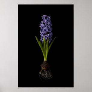 Poster Flowers Purple Hyacinth Bulb