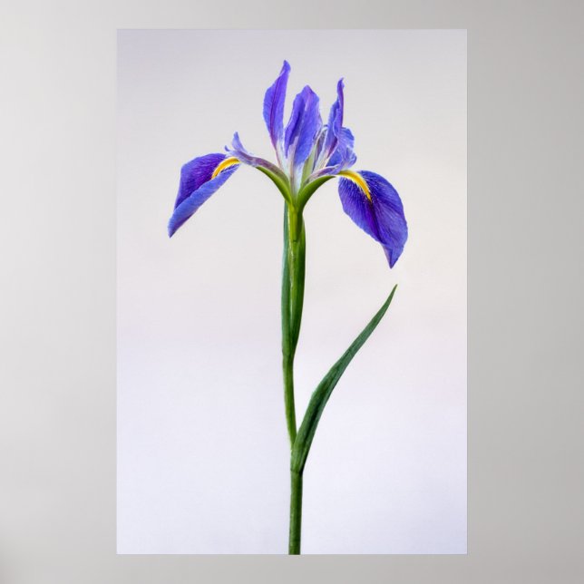 Poster Flowers | Purple Iris Flower (Frente)