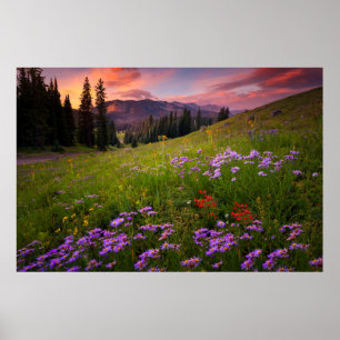 Poster Flowers Purple Wildflowers Colorado