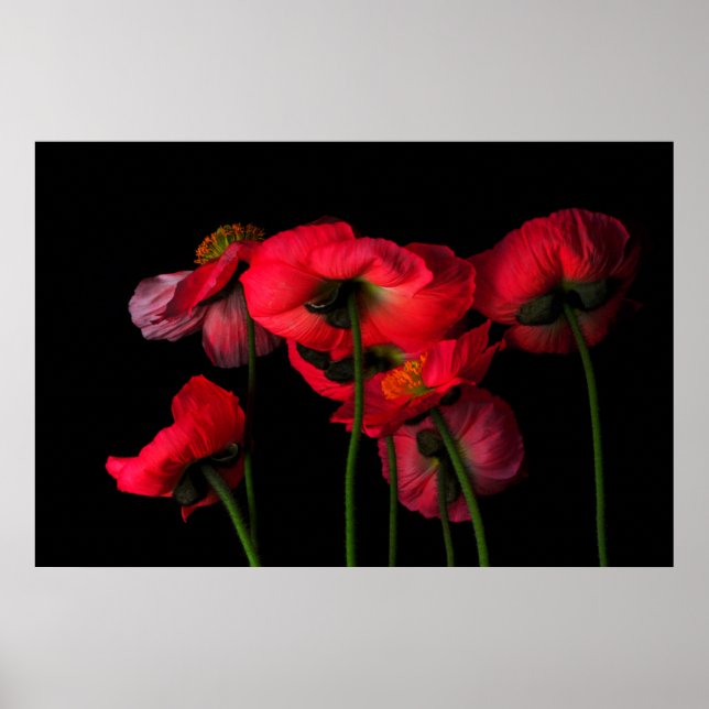 Poster Flowers | Red Poppies (Frente)