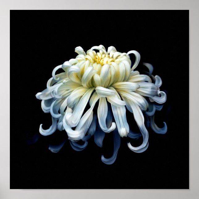 Poster Flowers | White Chrysanthemum (Frente)