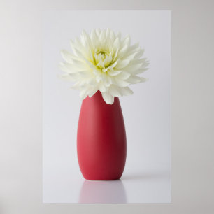 Poster Flowers White Dahlia in Red Vase