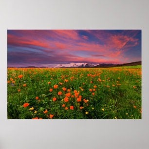 Poster Flowers Wildflower Field Snowcapped Mountains
