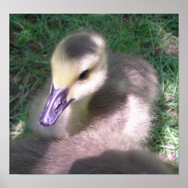 Poster Fluff e Coisas (Frente)