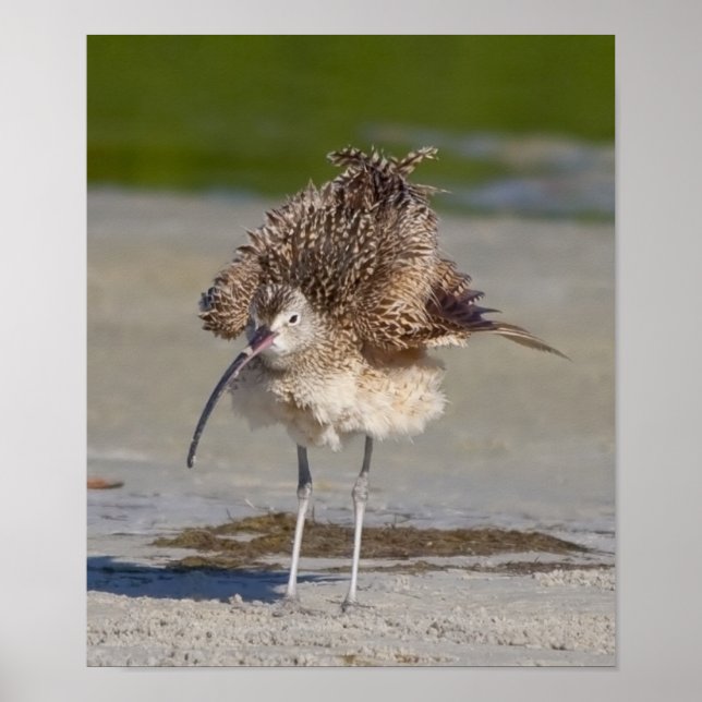 Póster fluffy (Frente)