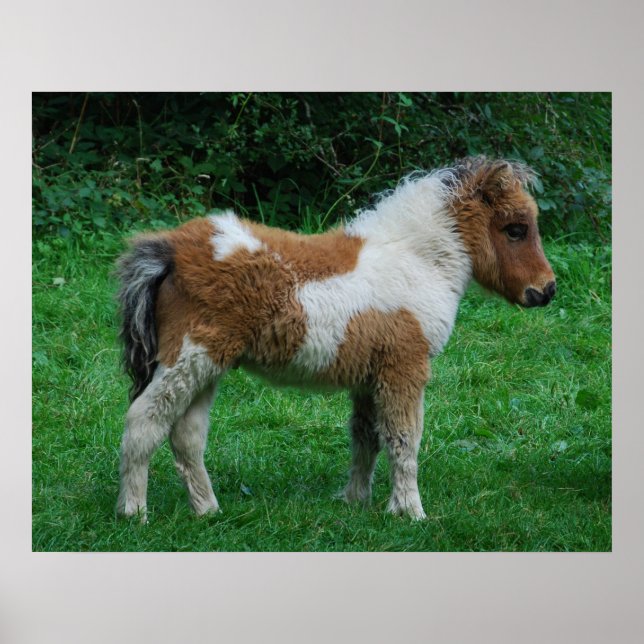 Póster Fluffy Adorable Dartmoor Pony (Frente)