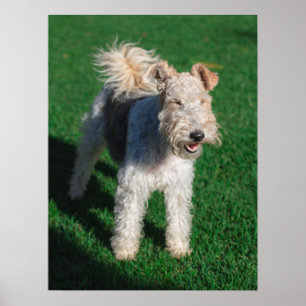Poster Fluffy Airedale Welsh Terrier Tipo Cãozinho