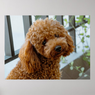 Poster Fluffy Brown Poodle Puppy Dog