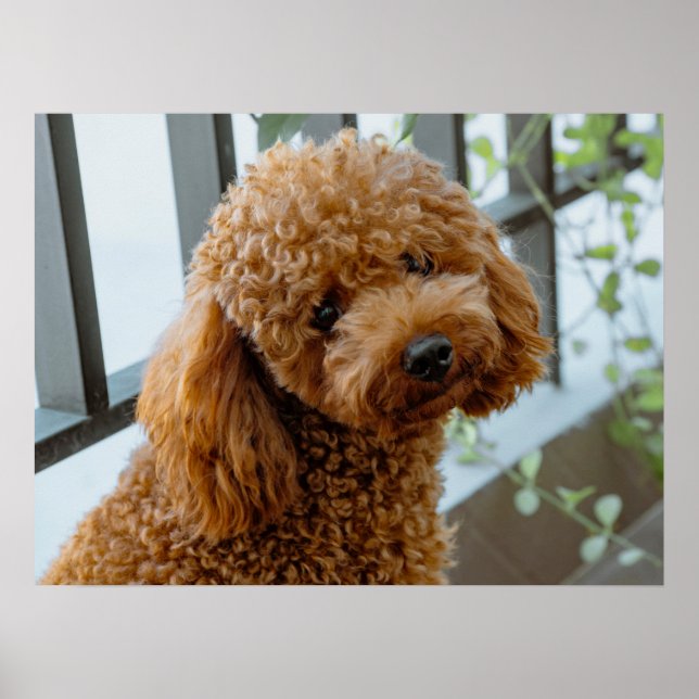 Poster Fluffy Brown Poodle Puppy Dog (Frente)