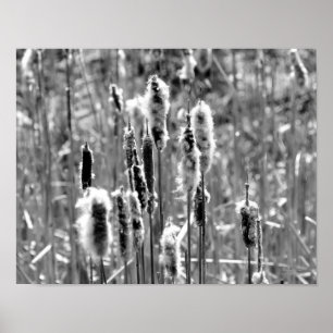 Póster Fluffy Cattails Preto E Branco