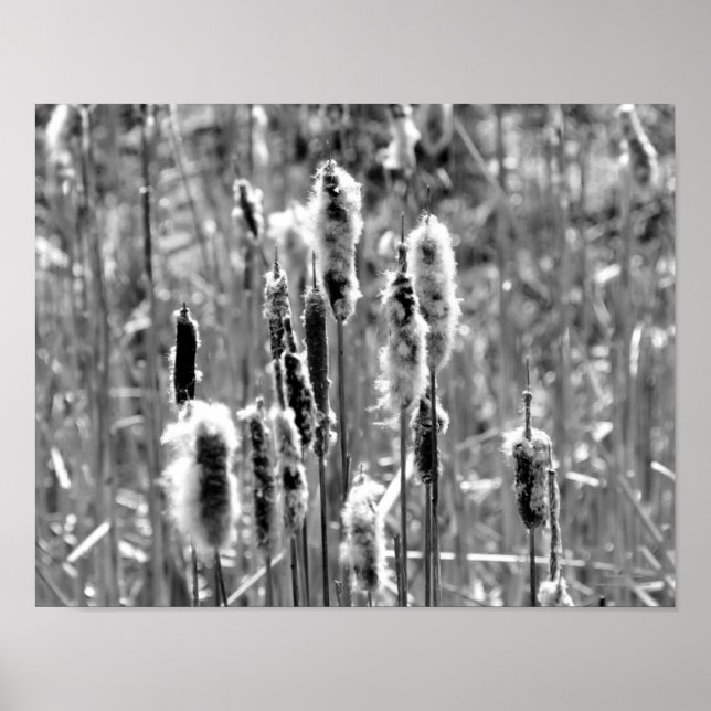 Póster Fluffy Cattails Preto E Branco (Frente)