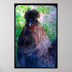 Poster Fluffy, o Galo Silkie