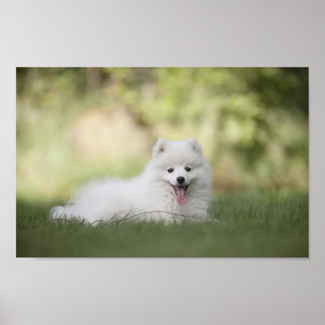 Poster Fluffy White Keeshond Puppy (Frente)