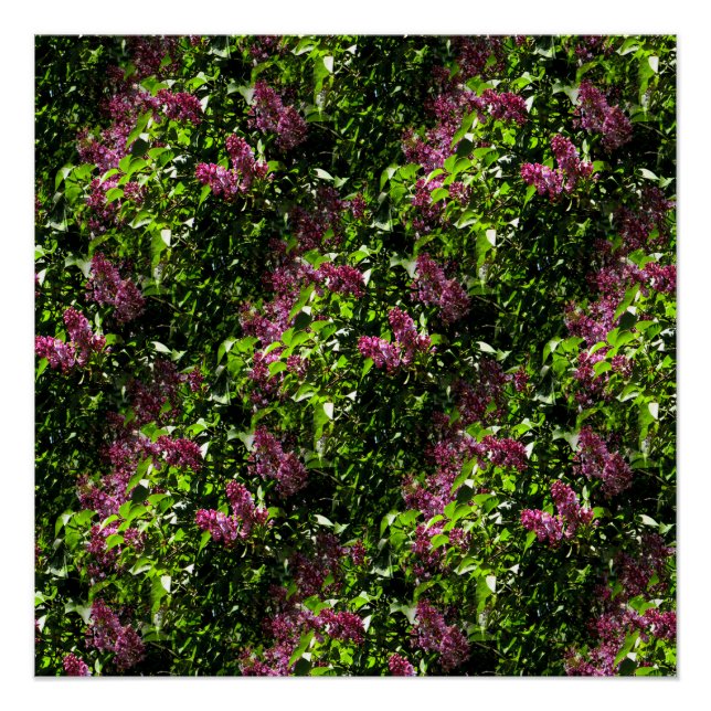 Póster Fluindo Lilases..... (Frente)