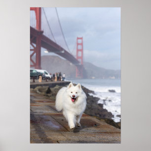 Poster Flutuação por golden gate bridge