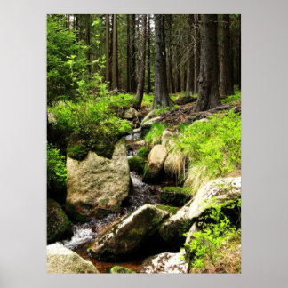 Póster fluxo florestal