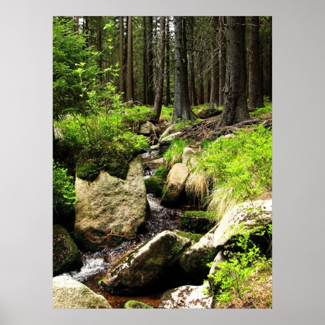 Póster fluxo florestal (Frente)