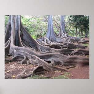 Póster Fluxo Gnarly