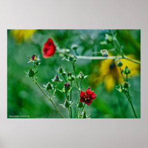 Póster Fly-By in the Garden