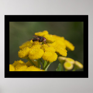 Poster Fly on Flower