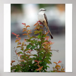 Póster Flycatcher fêmea de Scissortail