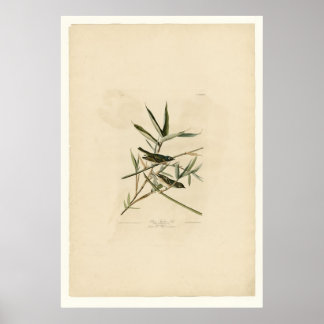 Poster Flycatcher solitária ou Vireo