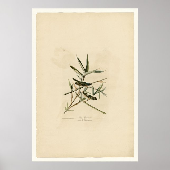 Poster Flycatcher solitária ou Vireo (Frente)