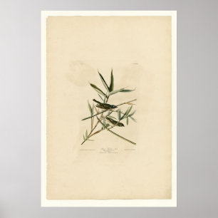 Poster Flycatcher solitário ou tipo de pássaro