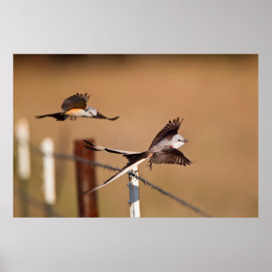 Póster Flycatchers Scissor-Atados (Tyrannus Forficatus)