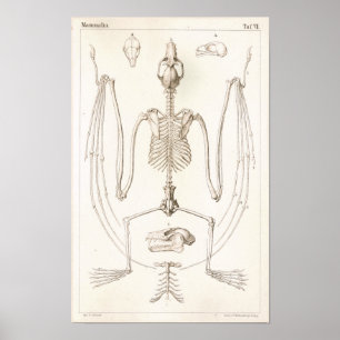 Póster Flying Fox Bat Skeleton Veterinary Anatomy Print