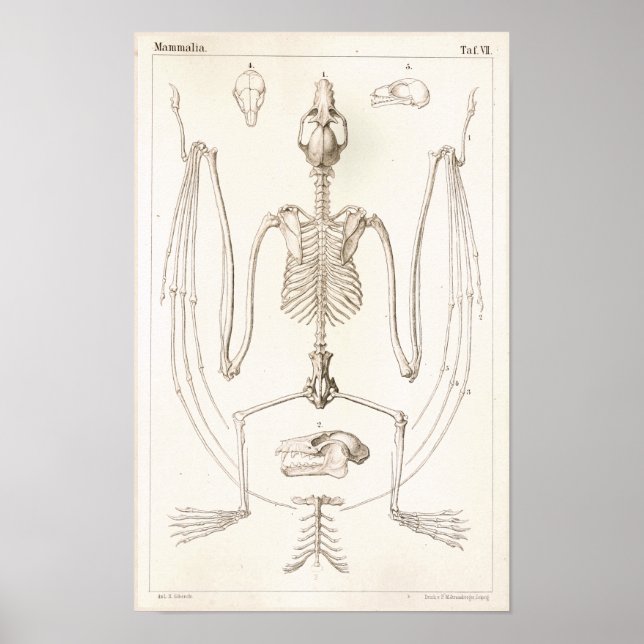Póster Flying Fox Bat Skeleton Veterinary Anatomy Print (Frente)