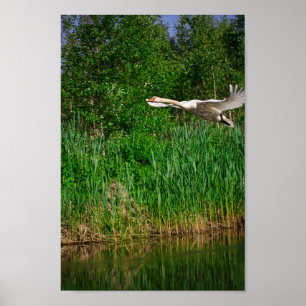 Poster Flying Swan Nature Bird Wild Life