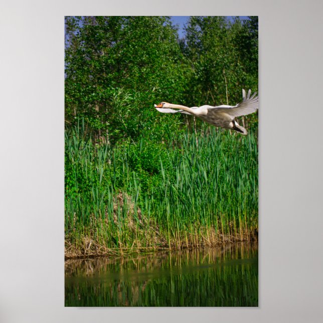 Poster Flying Swan Nature Bird Wild Life (Frente)