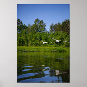 Poster Flying Swan Nature Bird Wild Life
