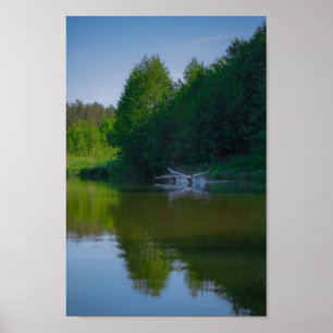 Poster Flying Swan Nature Bird Wild Life