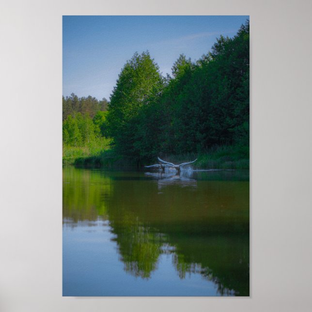 Poster Flying Swan Nature Bird Wild Life (Frente)