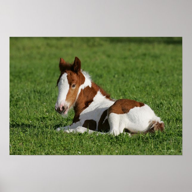Poster Foal Lay em Grass (Frente)