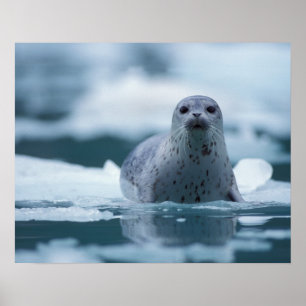Póster foca-comum-do-pacífico, Phoca vitulina richardsi