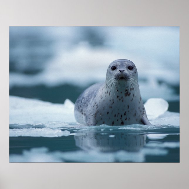 Póster foca-comum-do-pacífico, Phoca vitulina richardsi (Frente)