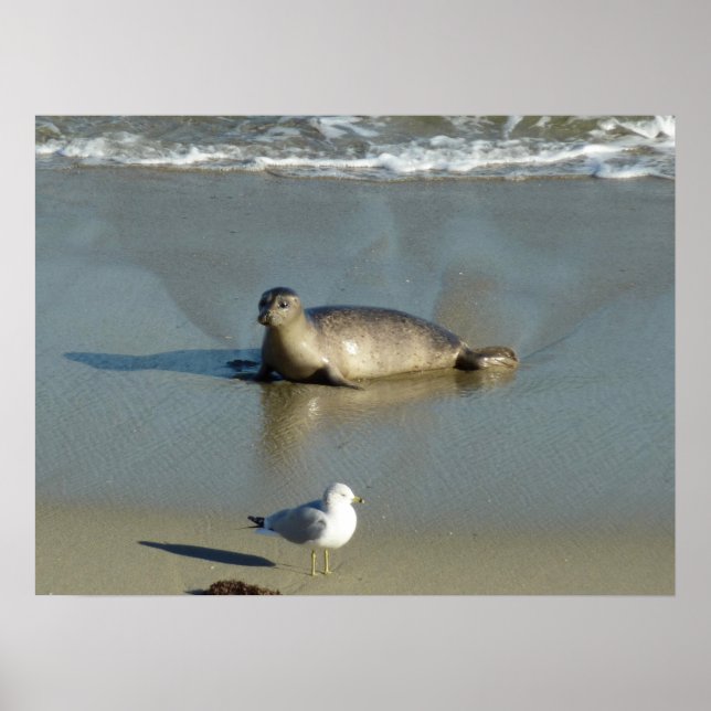 Poster Foca-comum em La Jolla Califórnia (Frente)
