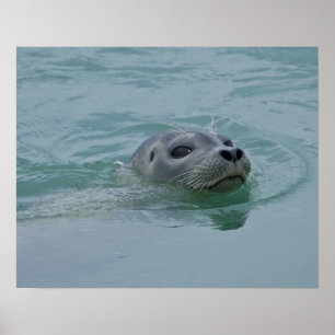 Poster Foca-comum nadando no lago glacial Jokulsarlon