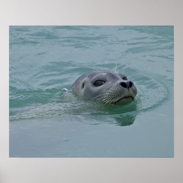 Poster Foca-comum nadando no lago glacial Jokulsarlon (Frente)