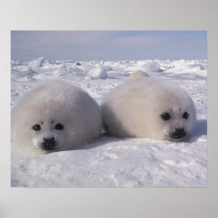 Poster Foca-da-groenlândia (Phoca groenlandica) Filhotes 