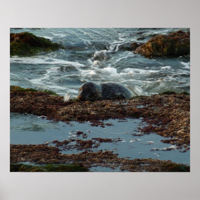 Póster Foca do Porto Iluminada pelo Pôr do Sol I em San D (Frente)