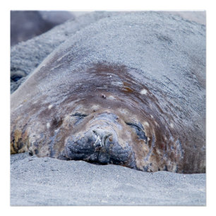 Póster Foca-elefante que dorme