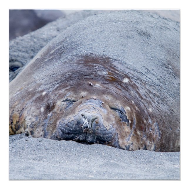 Póster Foca-elefante que dorme (Frente)