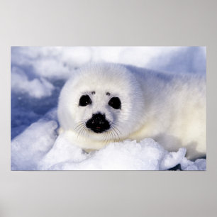 Poster Foca harpa filhote gelo Golfo de São Lourenço,