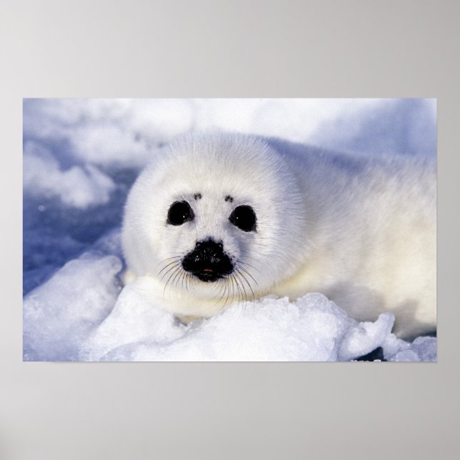 Poster Foca harpa filhote gelo Golfo de São Lourenço, (Frente)