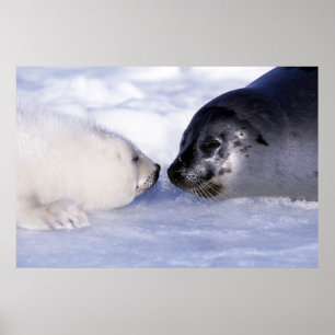 Poster Foca Harpa Mãe com Filhote