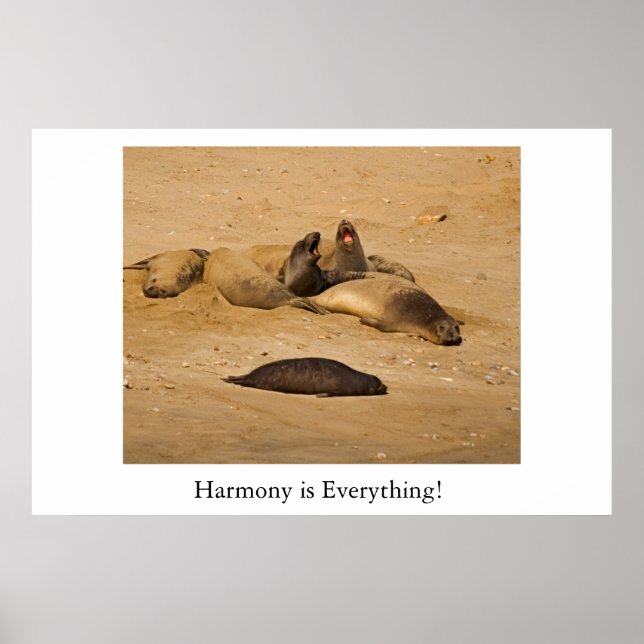 Poster Focas de elefantes da Califórnia norte (Frente)